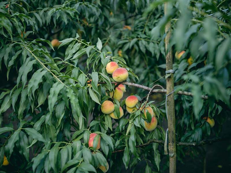 桃樹(shù)種植如何進(jìn)行測(cè)土配肥