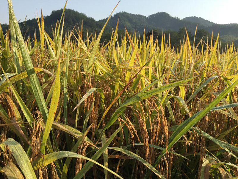 多參數(shù)土壤養(yǎng)分檢測儀