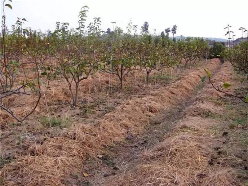 土壤中的水分含量對(duì)植物生長(zhǎng)有什么影響